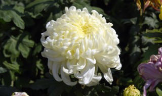 独本菊是什么的盆栽菊 瑞舒独本菊的栽培方法