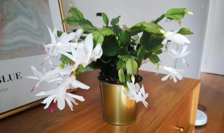 海兰花怎么养 盘海兰怎么栽培