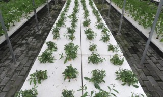 泡沫栽培槽 泡沫柱栽培方法