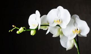 兰花如何用生根粉 兰花的栽培时怎么用生根粉