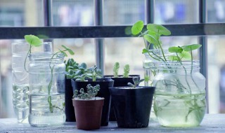 园艺设施内温度环境调控方法 栽培环境调控方法