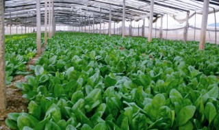 大棚菠菜的种植方法和时间 春播小拱棚菠菜栽培方法