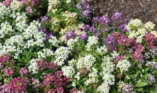 迎春花怎么栽 迎山花怎么栽培