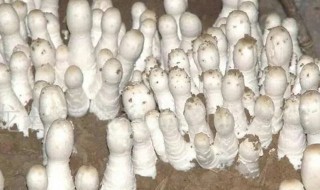 菌种包怎么培育 栽培种怎么做菌种包