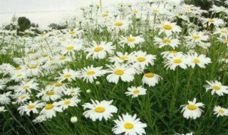 菊花种子怎么种植 锥菊种子怎么盆栽培育