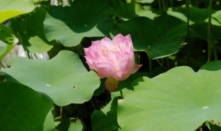 莲花可以无土栽培吗 五彩莲花无土栽培怎么养