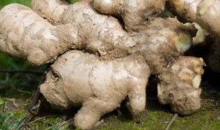 生姜栽培种植技术 生姜的栽培技术怎么栽