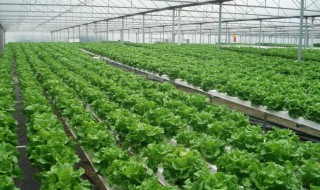 温室盆栽蔬菜种植管理 温室蔬菜怎么栽培