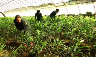 大棚生姜种植方法和时间安排 大棚生姜怎么栽培