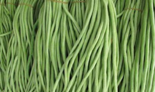 小拱棚豆角种植技术 大棚豆角怎么栽培