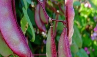 红花扁豆什么时候播种 扁豆什么时候播种