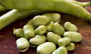 蚕豆什么时候播种最好 蚕豆什么时候播种
