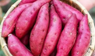 红薯什么时候播种 什么时候收获 红薯什么时候播种