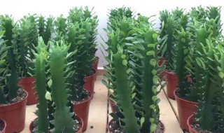 龙骨栽培方法 龙骨栽培怎么造型