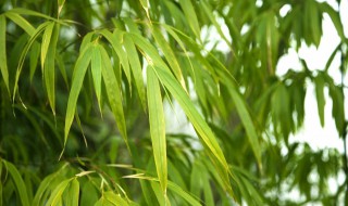 淡竹叶的养殖方法和注意事项 淡竹叶的栽培方法