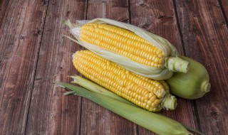 玉米哪个季节播种 玉米什么季节播种