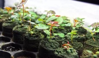 剪下来的花怎么种植 剪下来的花枝怎么栽培