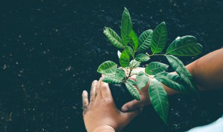 人参榕树种植方法 人参榕树下山桩的栽培方法