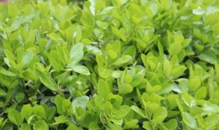 瓜子黄杨种植方法 瓜子黄杨小苗怎么栽培