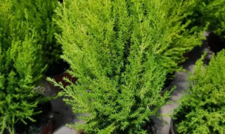 香松盆栽放在哪合适 香松盆栽种植的注意事项