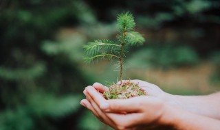 盆栽种植方法和注意事项 栽种需注意事项