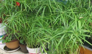 水竹盆栽的养殖方法和注意事项 水竹土栽种植方法和注意事项