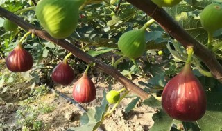 无花果的种植方法和注意事项 无花果栽种方法和注意事项