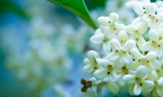 盆栽月桂的养殖方法和注意事项 月月桂花盆栽种植注意事项