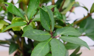 铁筷子花的养殖方法和注意事项 铁筷子花苗栽种注意事项