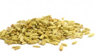小茴香什么时候种什么季节种 小茴香什么时候种