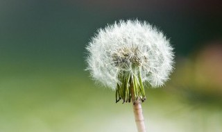 蒲公英什么时候种植最合适 蒲公英什么时候种