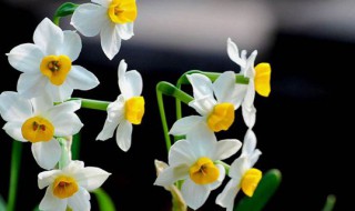 水仙什么时候种植过年开花 水仙什么时候种