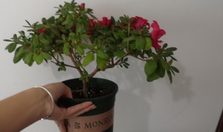 室内养杜鹃花好不好 室内养杜鹃花好吗