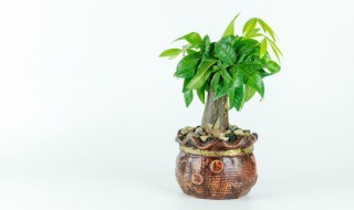招财又旺宅的植物图片 房间植物招财又旺宅