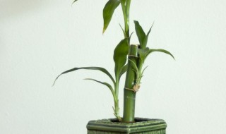 十种旺财又旺宅的植物 哪几种植物招财又旺宅