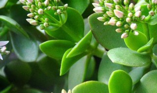 玉树花放在房间里好不好 玉树花可以放在室内吗