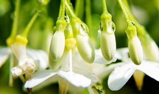 茉莉花可以放室内么 茉莉花适合放在室内吗