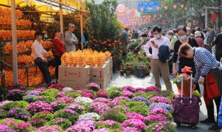 室内摆什么花好看 室内摆什么花好