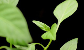 农科芽苗菜怎么种植 芽苗菜怎么种植