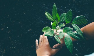 香樟树怎么种植生长最快 香樟树怎么种植