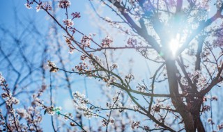 梅花树的养殖方法 养梅花树要怎么做