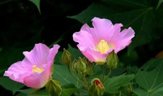 木芙蓉的花期是什么时候 木芙蓉花什么时候开花