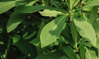 结香花啥时候开花 结香花什么时候开花