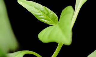 栀子花什么时候长花苞上什么肥 栀子花什么时候长花苞