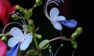 蓝蝴蝶可以阳台种植吗 蓝蝴蝶花可以种阳台吗