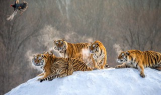 剑齿虎是食肉动物吗 剑齿虎是如何捕食猎物的