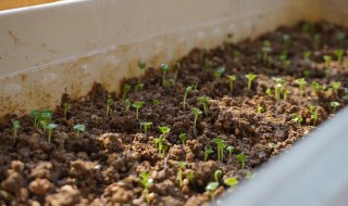 鸡毛菜的水培种植方法视频 鸡毛菜的水培种植方法