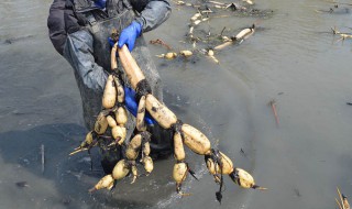 水培藕芽怎么种植 水培藕方法