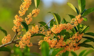 阳台可以种桂花盆栽 桂花可以种在阳台吗