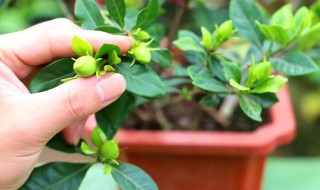 栀子花怎么摘下来 栀子花摘回来要怎么养